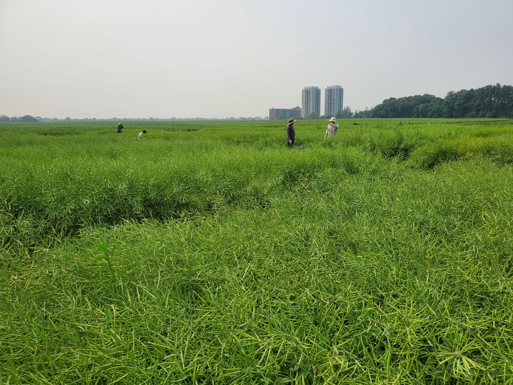 canola research