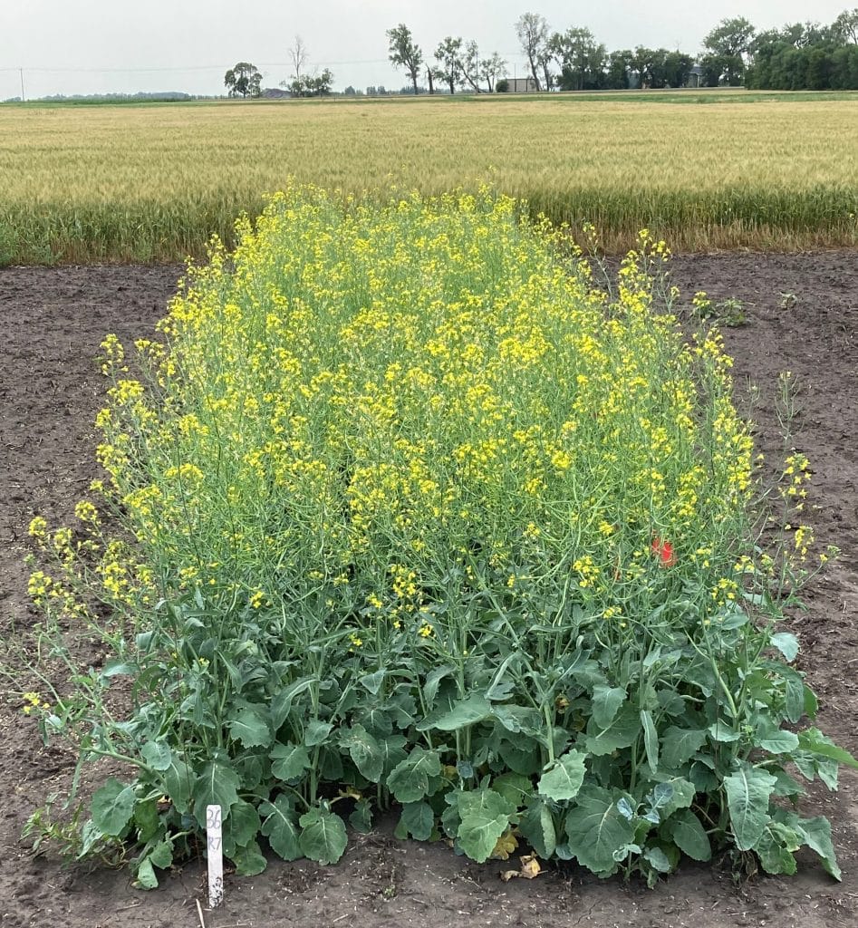 Blackleg research plot