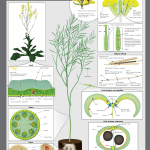 Canola anatomy infographic