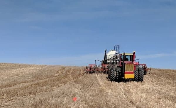 Seeding canola