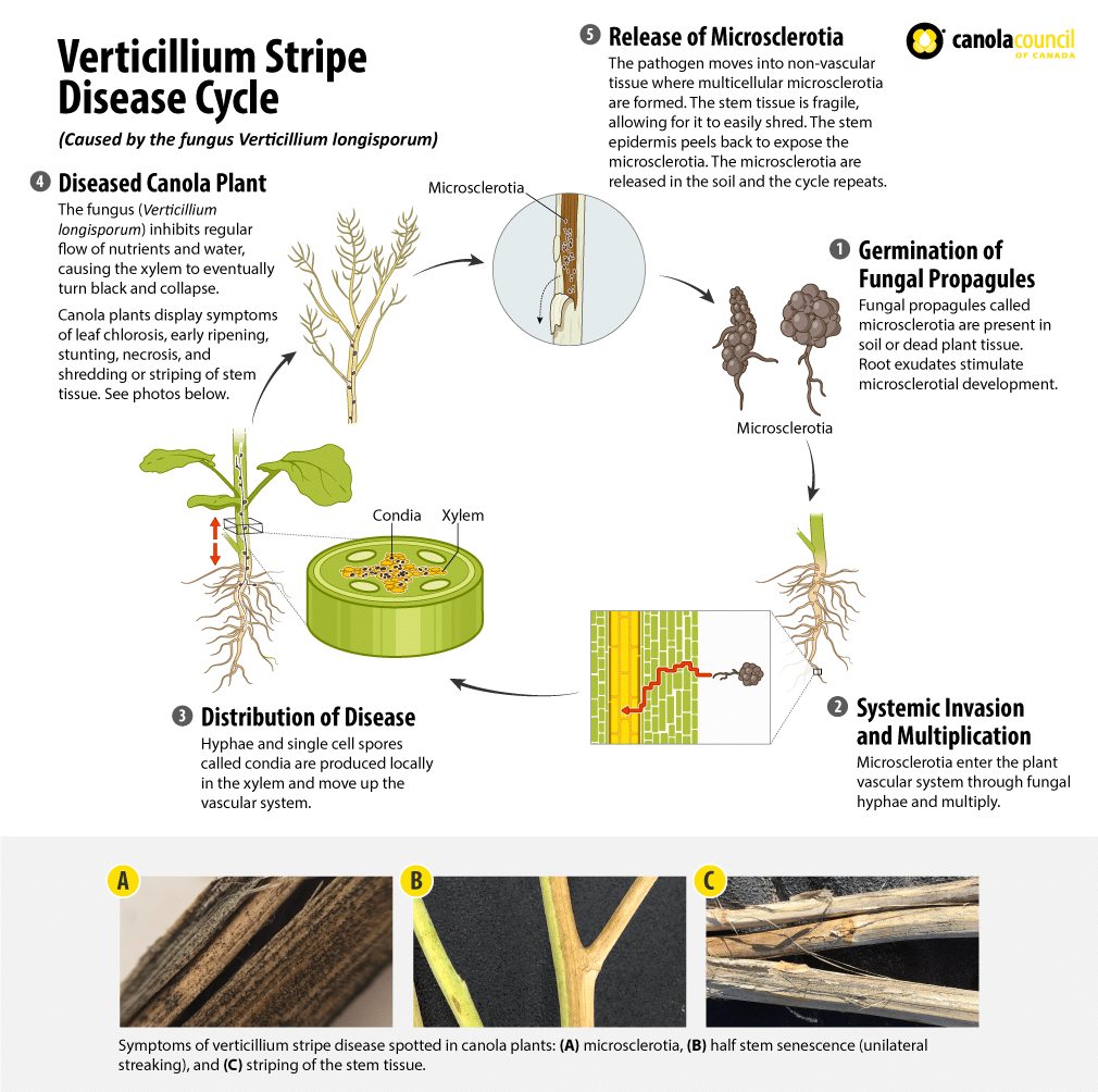 verticillium stripe disease cycle infographic