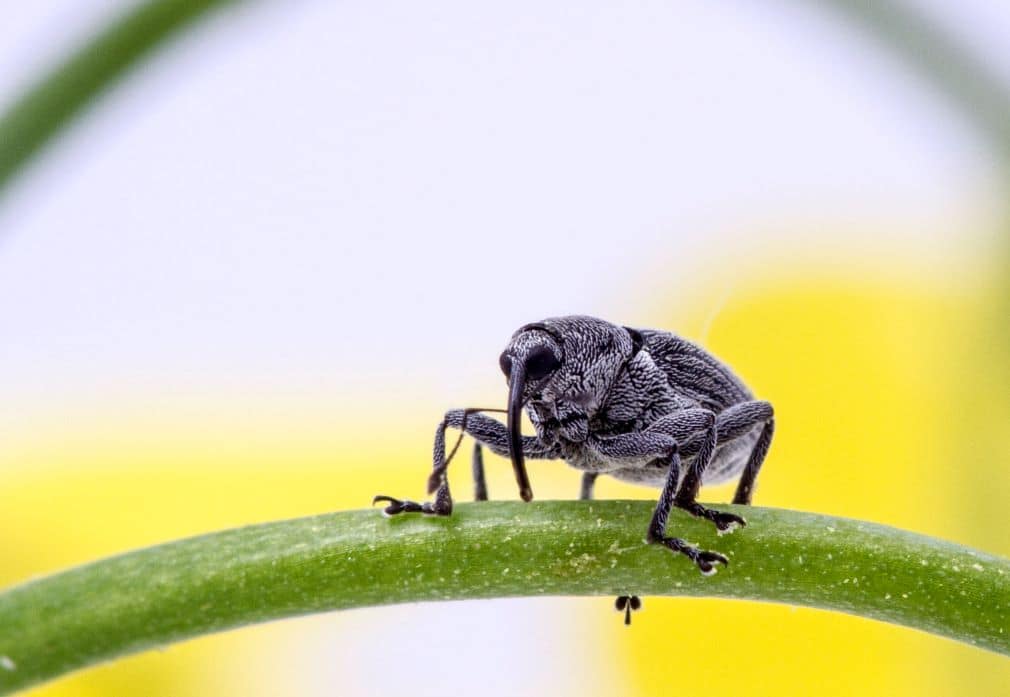 Cabbage seedpod weevil (Photo credit: Shelley Barkley)