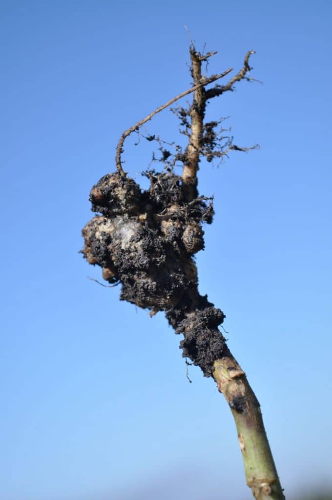 clubbed roots of a canola plant