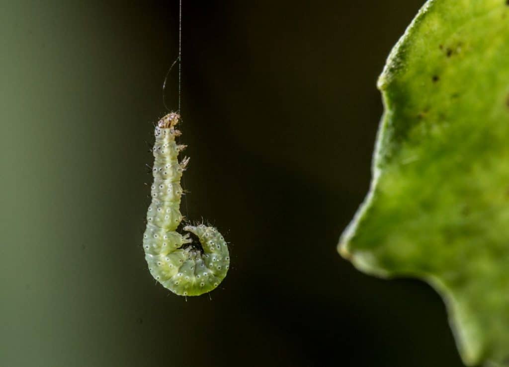 Diamondback moth larva