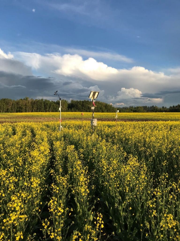 sclerotinia stem rot research