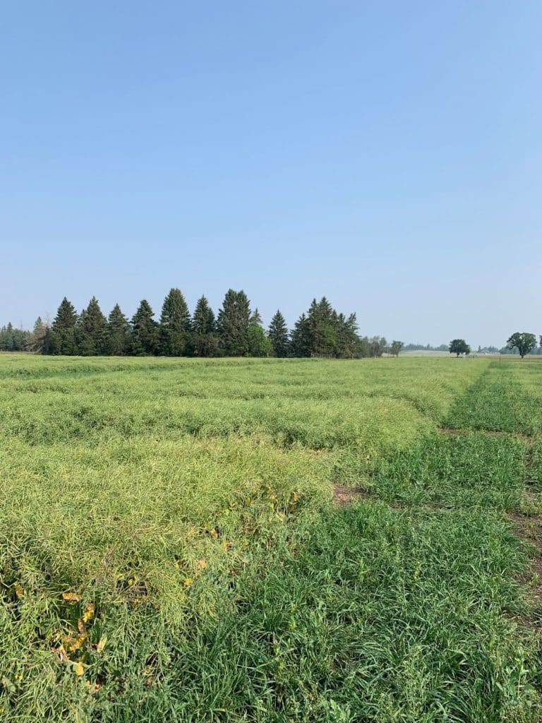 sclerotinia stem rot research 