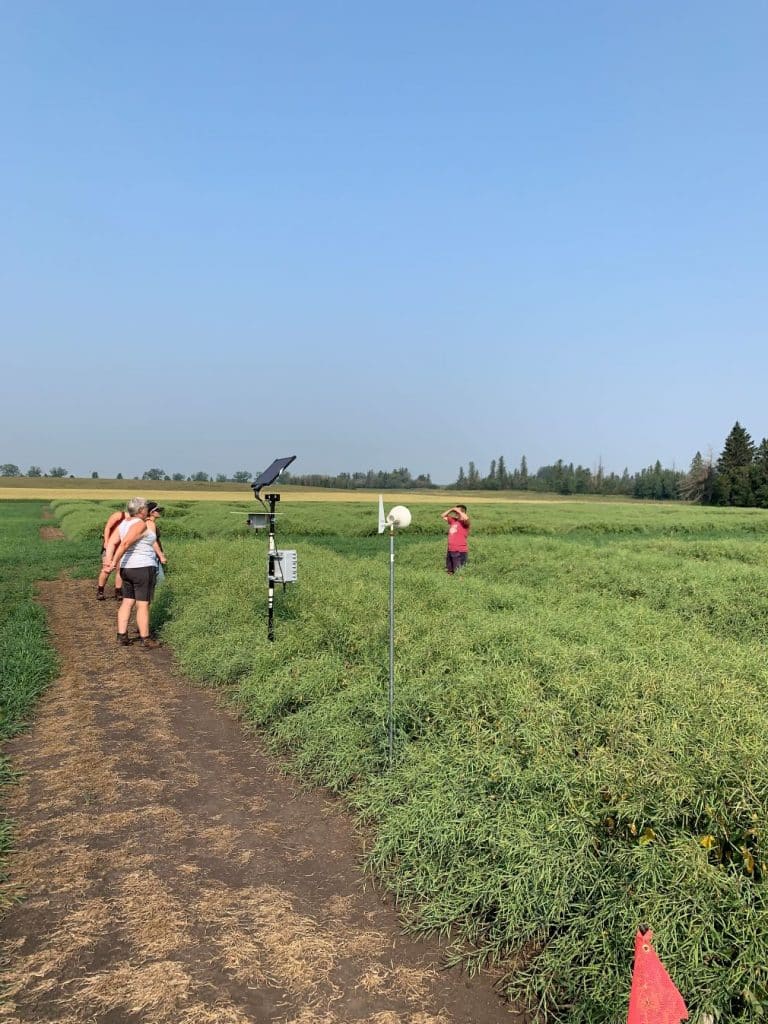 sclerotinia stem rot research field tour