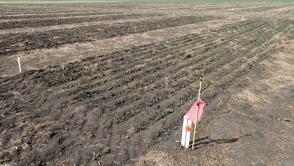 sclerotinia stem rot research