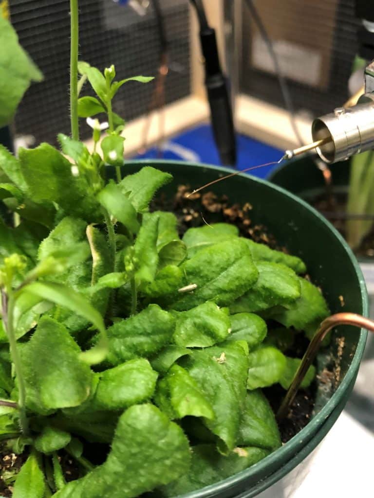 aster leafhopper research