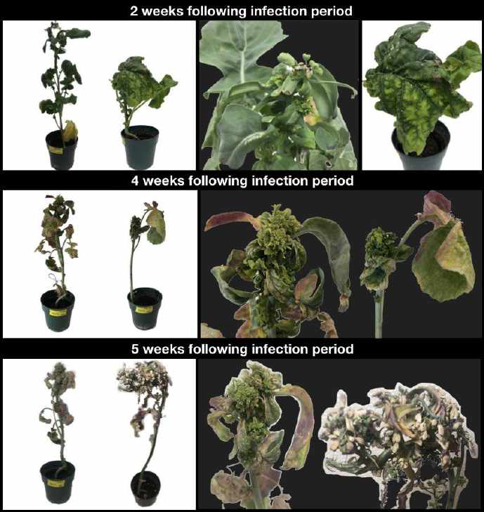 Aster yellow-infected leaf hopper research