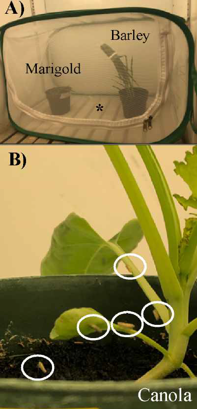 Aster yellows-infected leaf hopper research