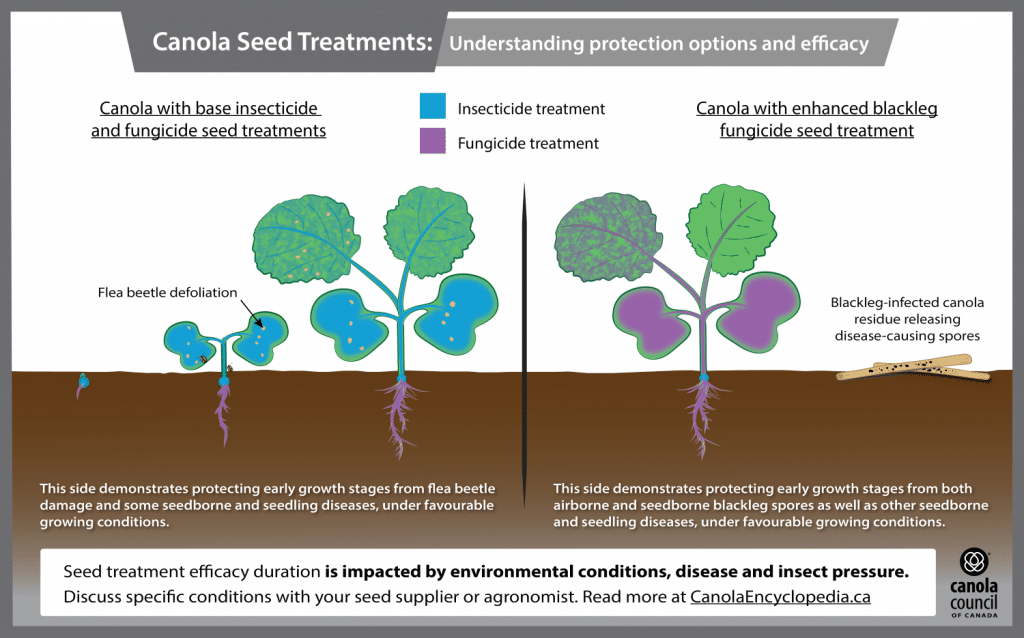 Canola Seed Treatments – A stylized diagram