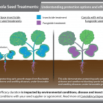 Canola seed treatments stylized graphic