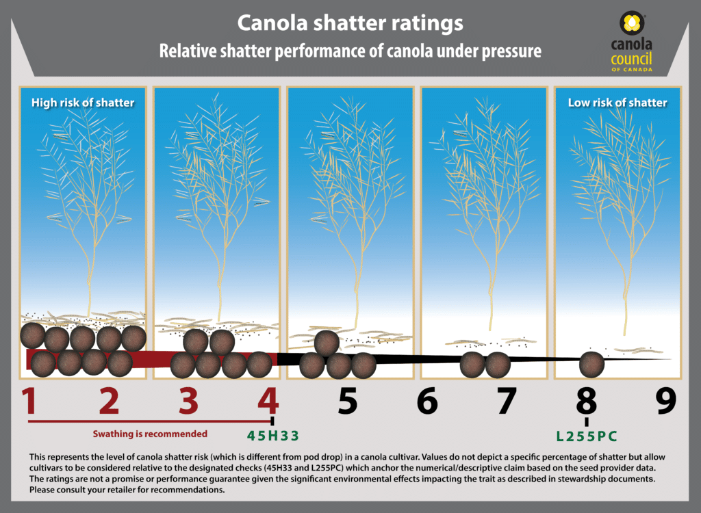 canola shatter rating graphic