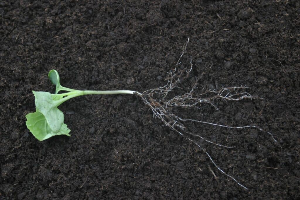 2-leaf canola with root