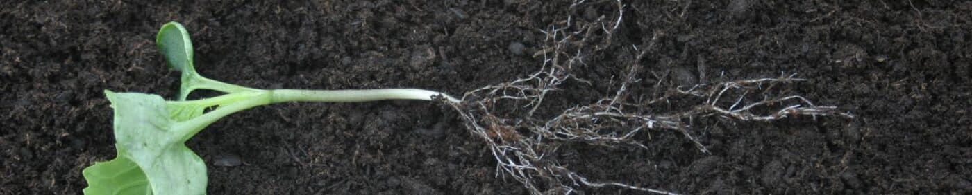 2-leaf canola with root