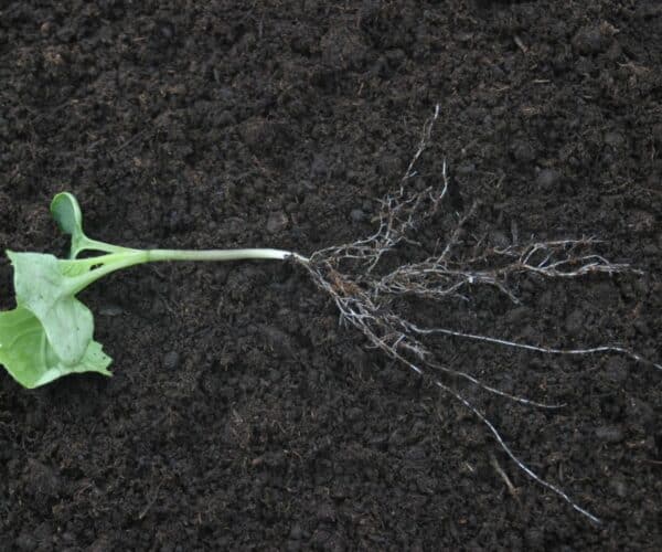 2-leaf canola with root