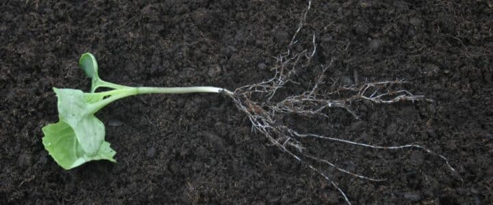 2-leaf canola with root