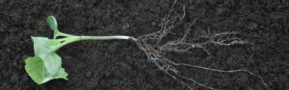 2-leaf canola with root