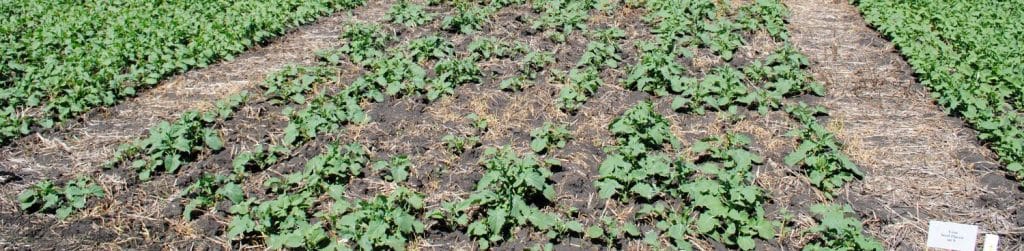 canola 60lbs of seed-placed nitrogen
