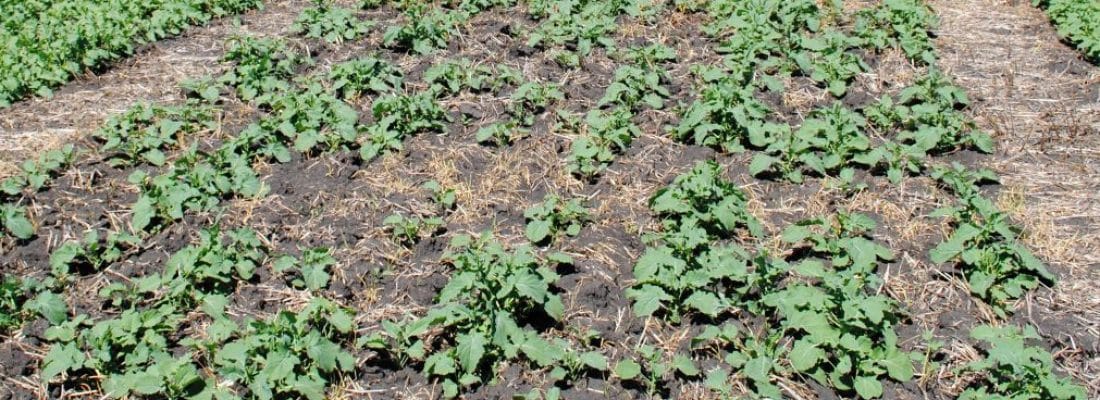 canola 60lbs of seed-placed nitrogen