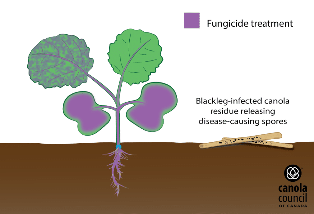 Canola seed treatments stylized diagram - enhanced fungicide seed treatment