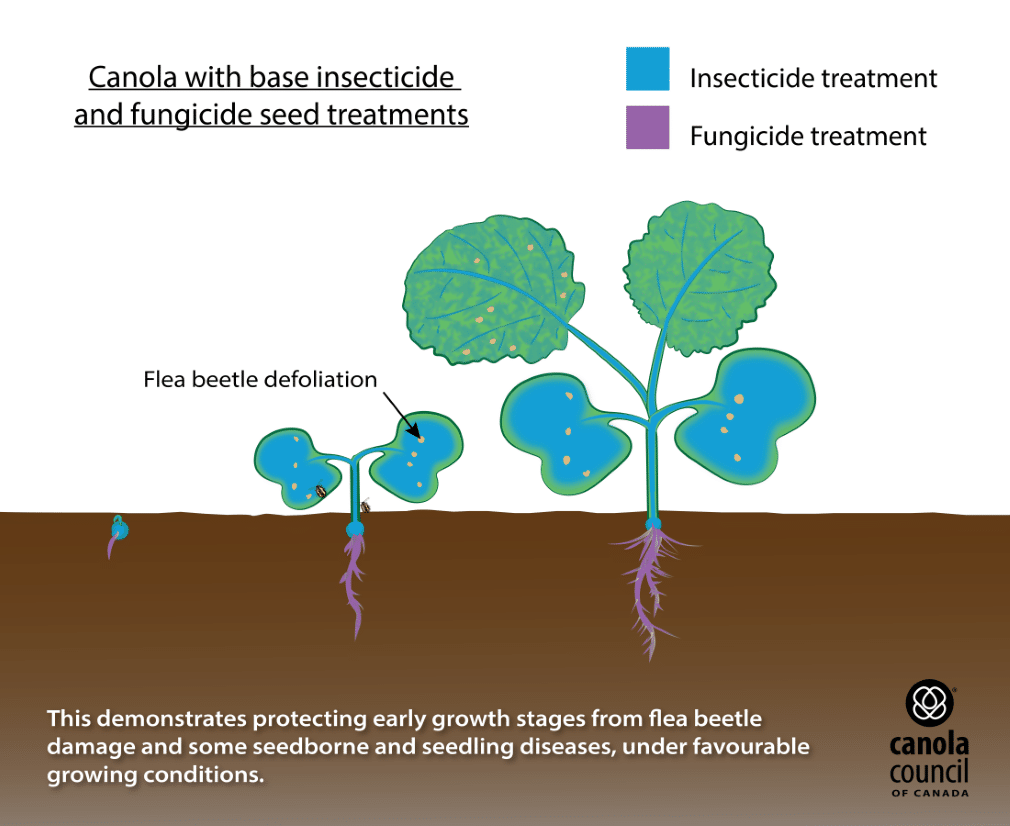 Canola seed treatments stylized diagram - base insecticide and fungicide seed treatments