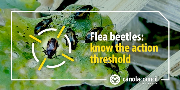 Flea beetle management