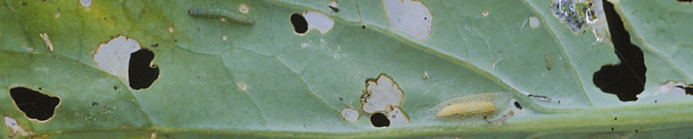 Diamondback larva and pupae