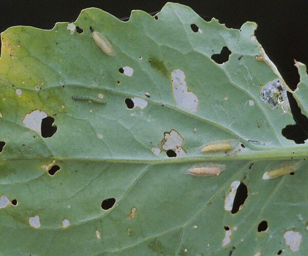 Diamondback larva and pupae