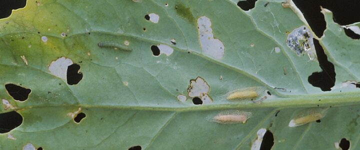 Diamondback larva and pupae