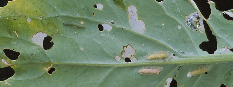 Diamondback larva and pupae