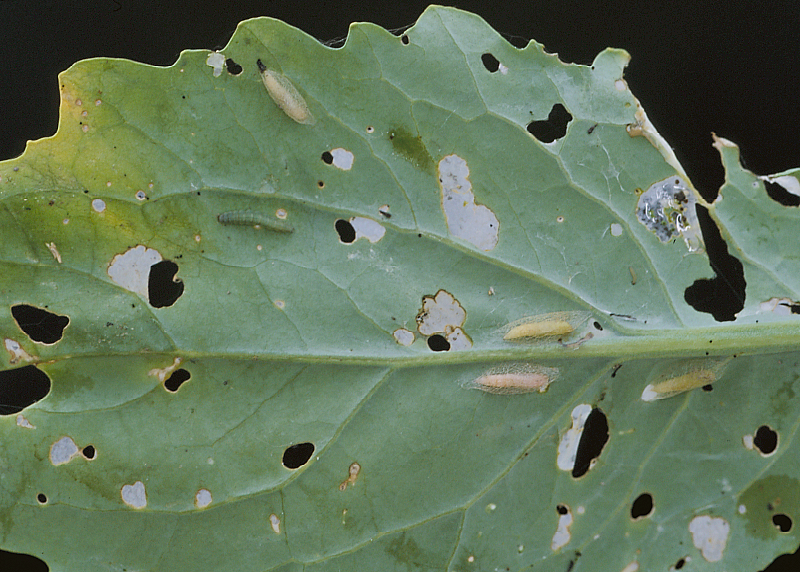 Diamondback larva and pupae