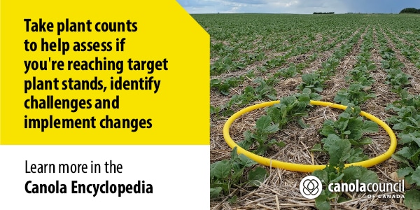 Routine canola plant counts