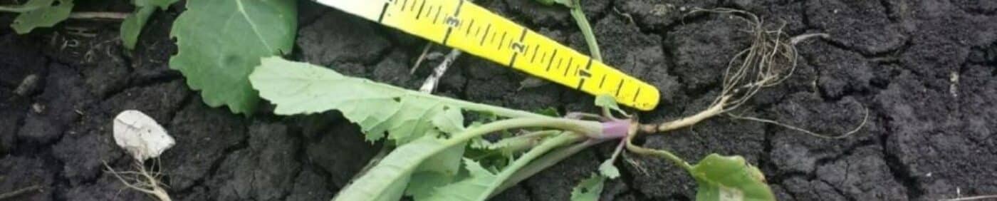 Seedling disease in canola