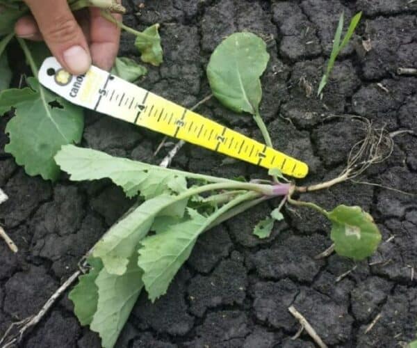 Seedling disease in canola