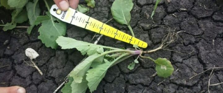 Seedling disease in canola