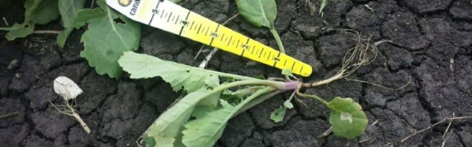 Seedling disease in canola