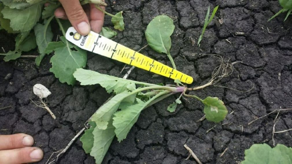 Seedling disease in canola