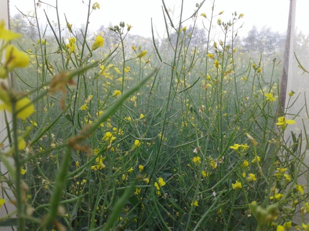 pollen beetle research