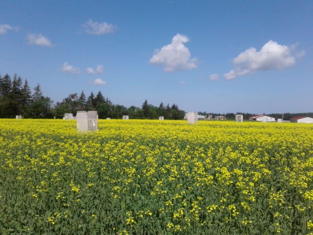 Pollen beetle research