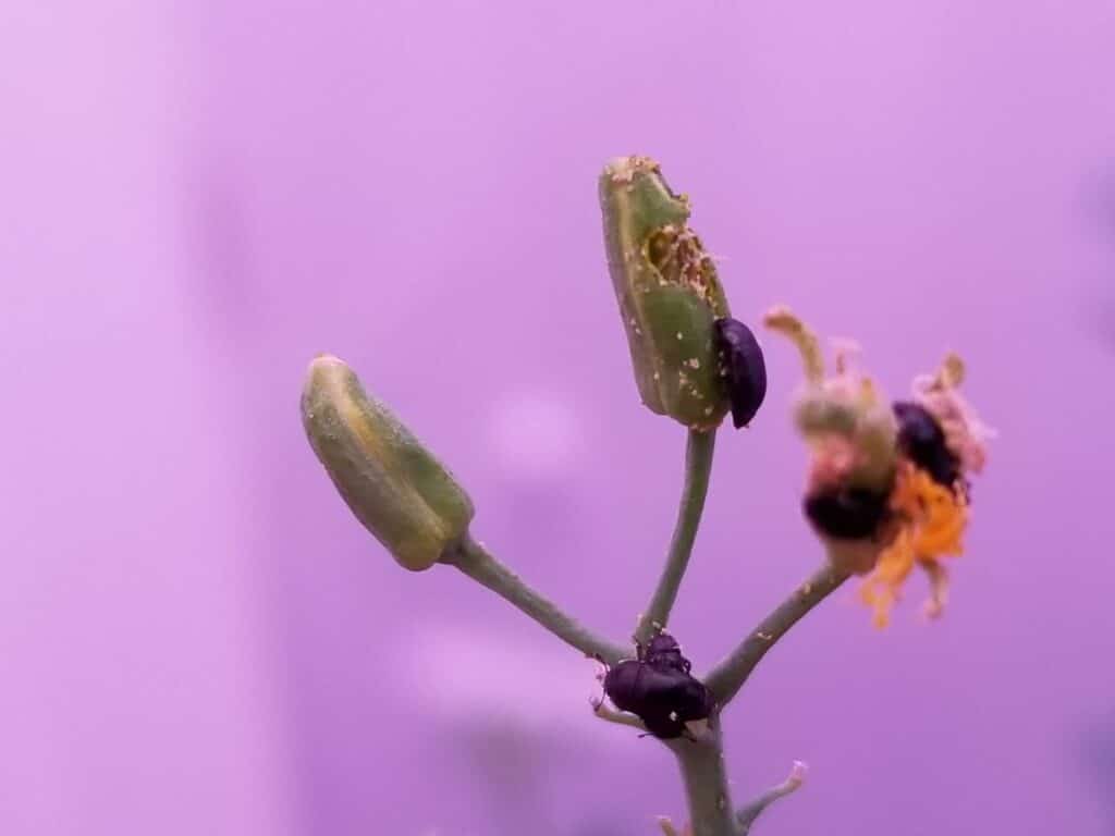 pollen beetle research