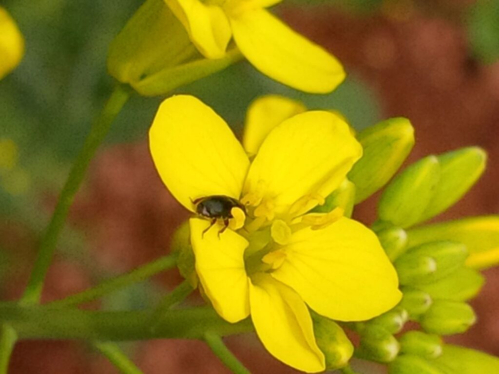 pollen beetle research