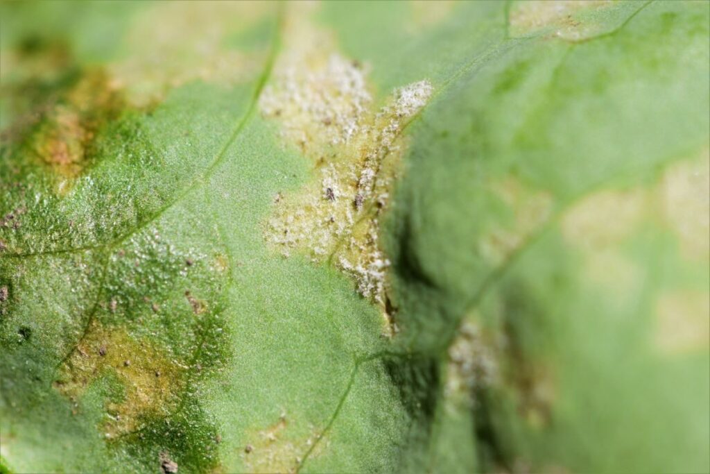 Downy mildew mycelium canola close up