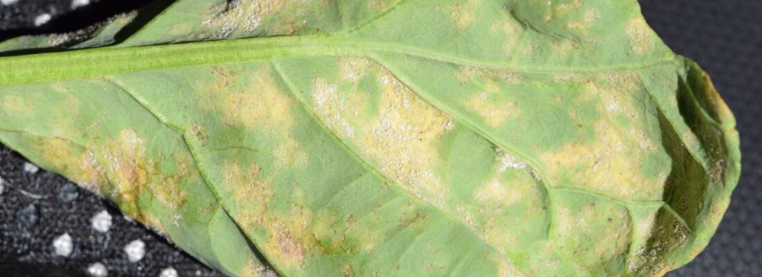 Downy mildew disease symptoms on a canola leaf