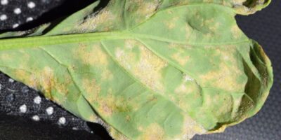 Downy mildew disease symptoms on a canola leaf