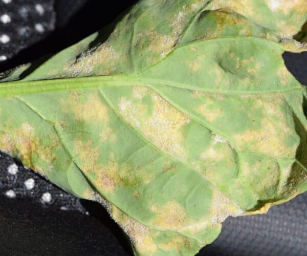 Downy mildew disease symptoms on a canola leaf