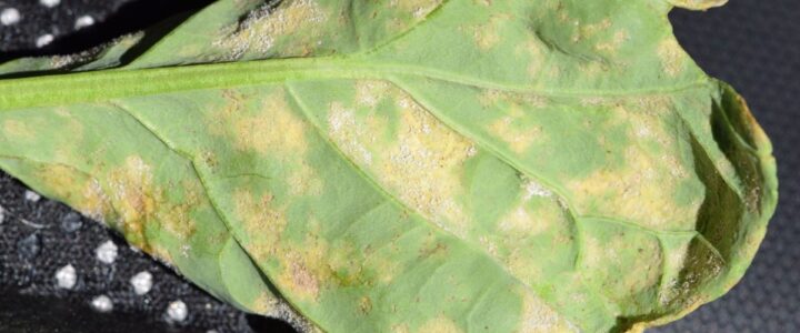 Downy mildew disease symptoms on a canola leaf