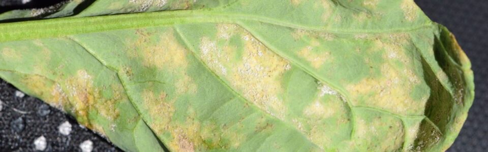 Downy mildew disease symptoms on a canola leaf