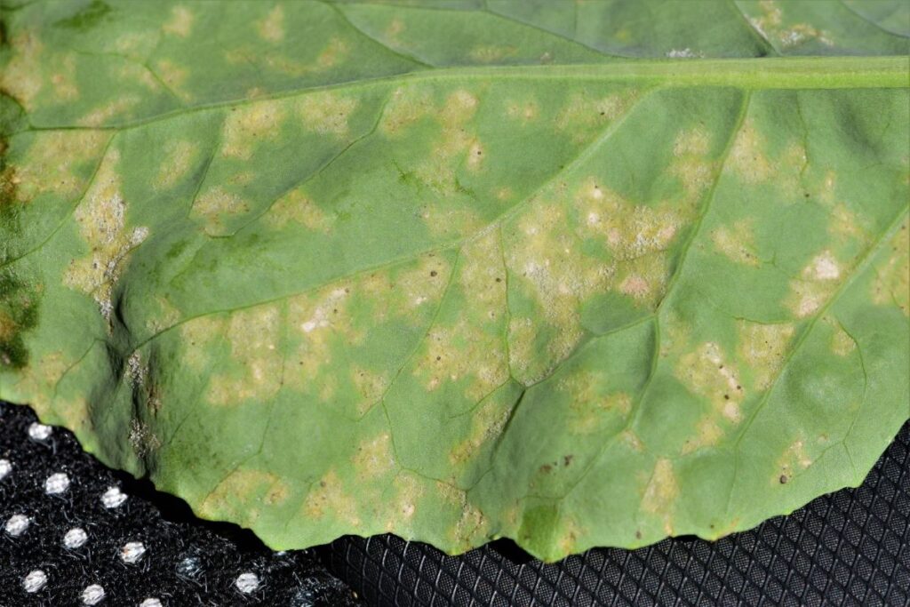 Downy mildew on the underside of a canola leaf